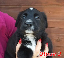 ULISSE2, Hund, Mischlingshund in Italien - Bild 12