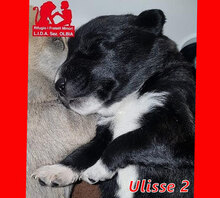 ULISSE2, Hund, Mischlingshund in Italien - Bild 13