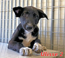 ULISSE2, Hund, Mischlingshund in Italien - Bild 18