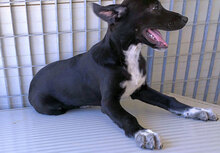 ULISSE2, Hund, Mischlingshund in Italien - Bild 19