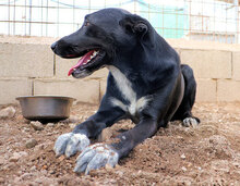 ULISSE2, Hund, Mischlingshund in Italien - Bild 2