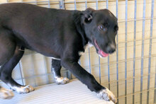 ULISSE2, Hund, Mischlingshund in Italien - Bild 20