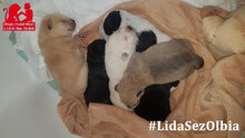 ULISSE2, Hund, Mischlingshund in Italien - Bild 23