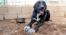 ULISSE2, Hund, Mischlingshund in Italien - Bild 4