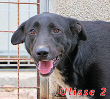 ULISSE2, Hund, Mischlingshund in Italien - Bild 5