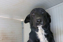 ULISSE2, Hund, Mischlingshund in Italien - Bild 6
