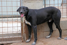 ULISSE2, Hund, Mischlingshund in Italien - Bild 7
