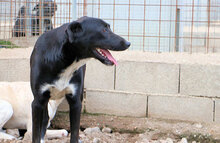 ULISSE2, Hund, Mischlingshund in Italien - Bild 8