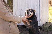 KLARA, Hund, Mischlingshund in Kroatien - Bild 2