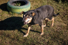 KLARA, Hund, Mischlingshund in Kroatien - Bild 5