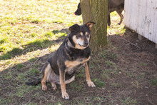 KLARA, Hund, Mischlingshund in Kroatien - Bild 8