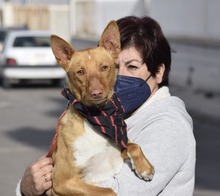 RINGO, Hund, Podenco Andaluz in Spanien - Bild 1