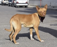 RINGO, Hund, Podenco Andaluz in Spanien - Bild 3