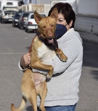 RINGO, Hund, Podenco Andaluz in Spanien - Bild 4