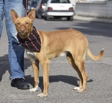 RINGO, Hund, Podenco Andaluz in Spanien - Bild 5