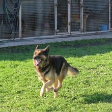 OLGA, Hund, Deutscher Schäferhund in Spanien - Bild 3
