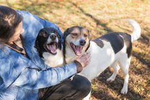 CHARLIE, Hund, Mischlingshund in Kroatien - Bild 6