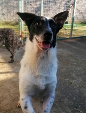 SPOCK, Hund, Mischlingshund in Kroatien - Bild 3