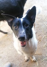 SPOCK, Hund, Mischlingshund in Kroatien - Bild 4