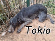 TOKIO, Hund, Pointer in Spanien - Bild 1