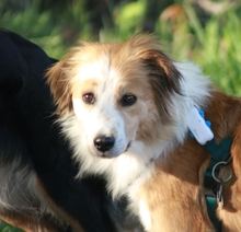 MADLEN, Hund, Mischlingshund in Wuppertal - Bild 3