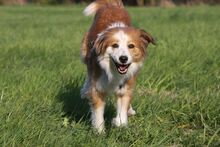 MADLEN, Hund, Mischlingshund in Wuppertal - Bild 5