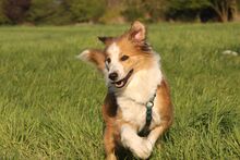 MADLEN, Hund, Mischlingshund in Wuppertal - Bild 6
