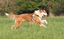 MADLEN, Hund, Mischlingshund in Wuppertal - Bild 7