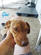 GINO, Hund, Dackel-Mix in Rumänien - Bild 18