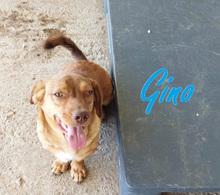 GINO, Hund, Dackel-Mix in Rumänien - Bild 21