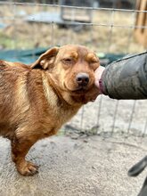 GINO, Hund, Dackel-Mix in Rumänien - Bild 3
