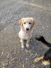GLORIA, Hund, Mischlingshund in Griechenland - Bild 4