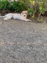 GLORIA, Hund, Mischlingshund in Griechenland - Bild 5