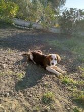 OSKAR, Hund, Mischlingshund in Griechenland - Bild 5