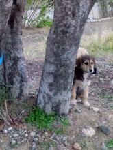 POLA, Hund, Mischlingshund in Griechenland - Bild 3