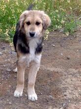 POLA, Hund, Mischlingshund in Griechenland - Bild 4