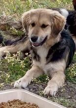 POLA, Hund, Mischlingshund in Griechenland - Bild 5