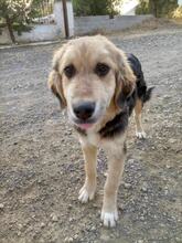 POLA, Hund, Mischlingshund in Griechenland - Bild 6