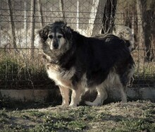 ELSA, Hund, Mischlingshund in Rumänien - Bild 1