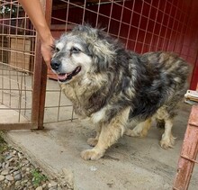 ELSA, Hund, Mischlingshund in Rumänien - Bild 3