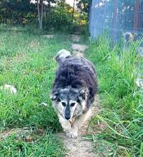 ELSA, Hund, Mischlingshund in Rumänien - Bild 5