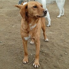 ZARA, Hund, Jagdhund-Mix in Griechenland - Bild 2