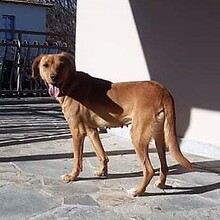 ZARA, Hund, Jagdhund-Mix in Griechenland - Bild 5