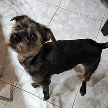 BRUNO, Hund, Mischlingshund in Griechenland - Bild 13