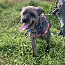 BRUNO, Hund, Mischlingshund in Griechenland - Bild 3