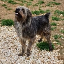 BRUNO, Hund, Mischlingshund in Griechenland - Bild 5