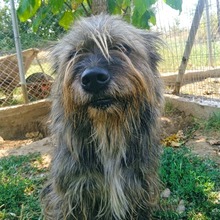 BRUNO, Hund, Mischlingshund in Griechenland - Bild 7