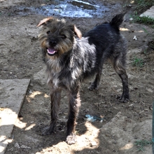 BRUNO, Hund, Mischlingshund in Griechenland - Bild 9