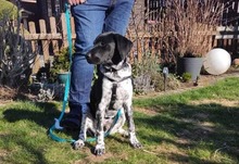 POKO, Hund, Mischlingshund in Langenfeld - Bild 1