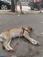 BIBI, Hund, Mischlingshund in Rumänien - Bild 10